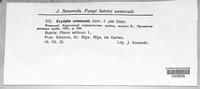 Erysiphe cruciferarum image
